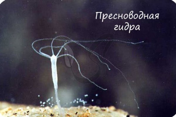 Ссылка на сайт гидра в тор браузере